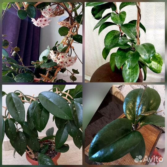 Хойи разные