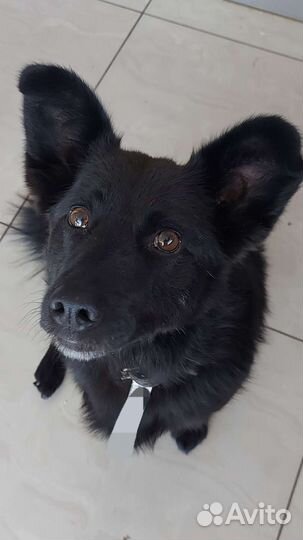 Собака коротколапик в самые добрые руки