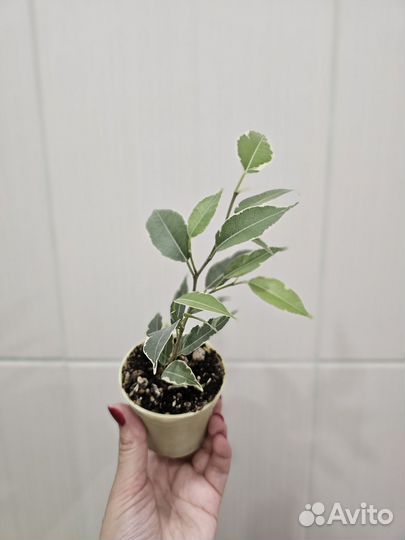 Фикус бенджамина пестролистный