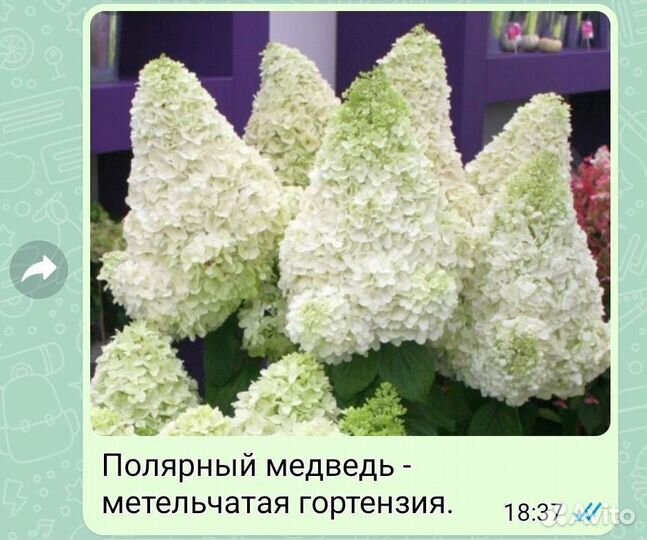 Гортензии метельчатые в ассортименте