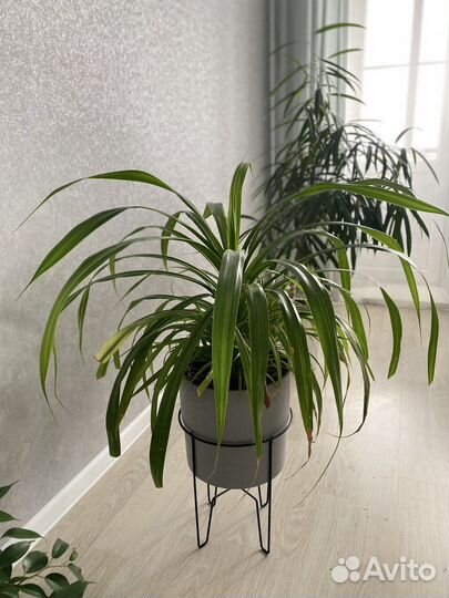 Комнатное растение Пандан (панданус)