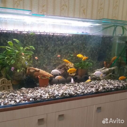Аквариум 600 литров