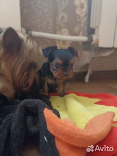 Йоркширский терьер мини беби фейс щенки