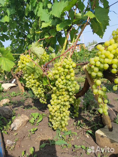 Саженцы 8 сортов винограда