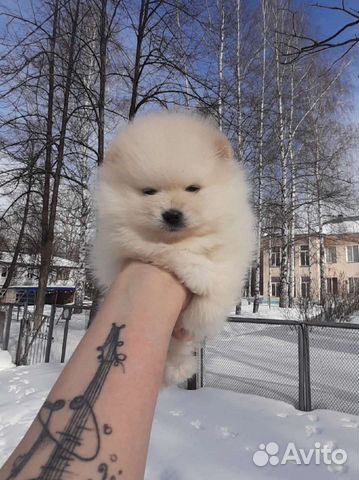 Все породы собак скор IKU