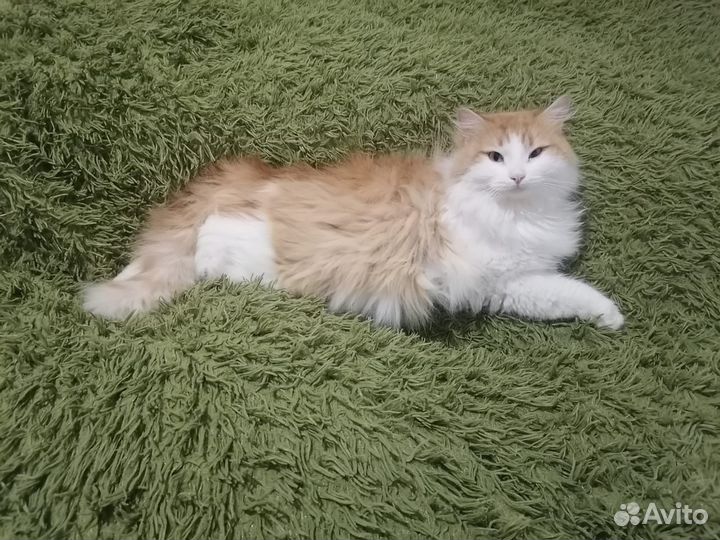 Котик бесплатно