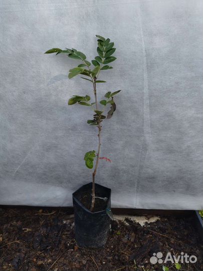 Рябина гранатная саженцы