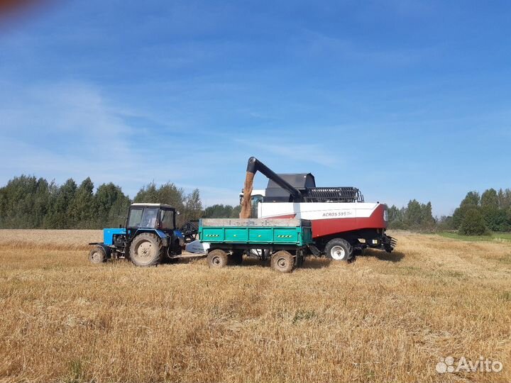 Семена пшеницы, фуражное зерно фгис Зерно