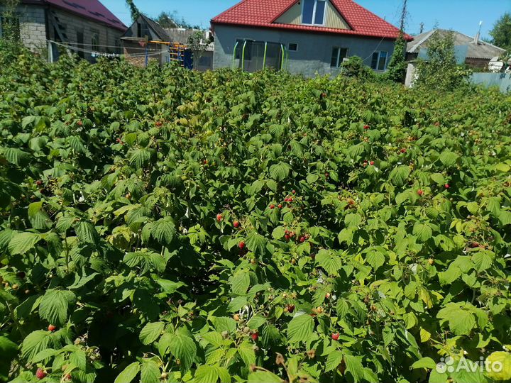 Саженцы малины полька