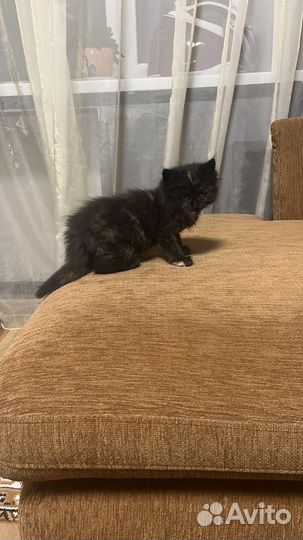 Найдена кошка