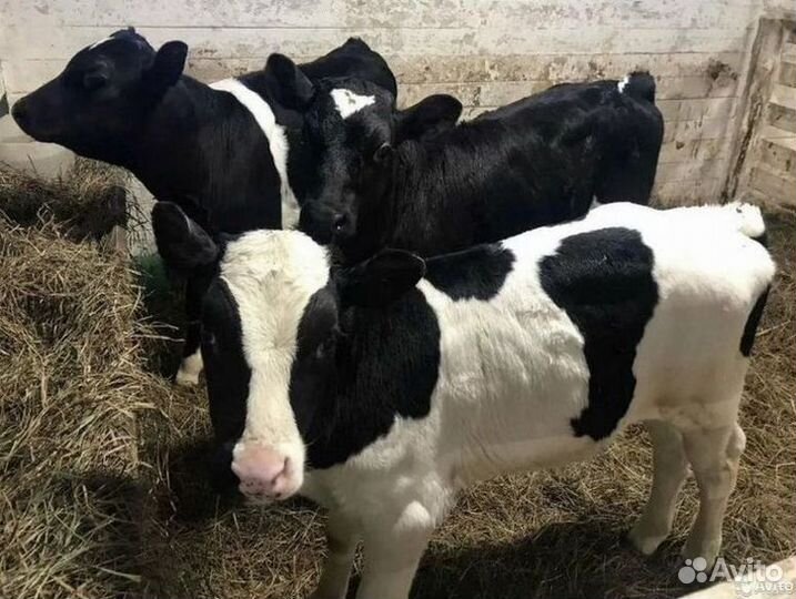 Бычки и телята от месяца