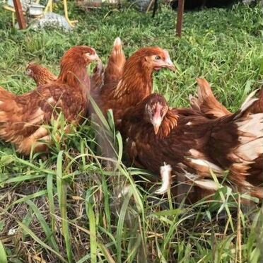 Несушки бесплатная доставка