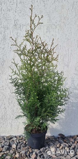 Туя западный Брабант