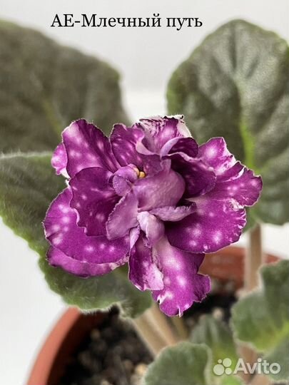 Сортовые фиалки