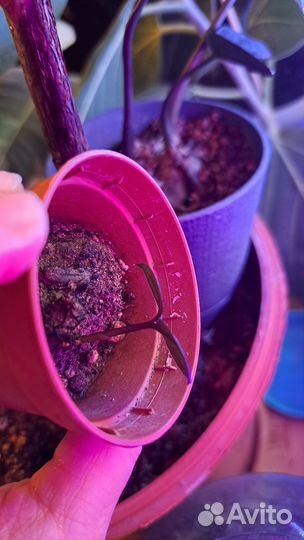 Замиокулькас равен