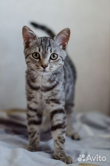 Кошки в добрые руки бесплатно