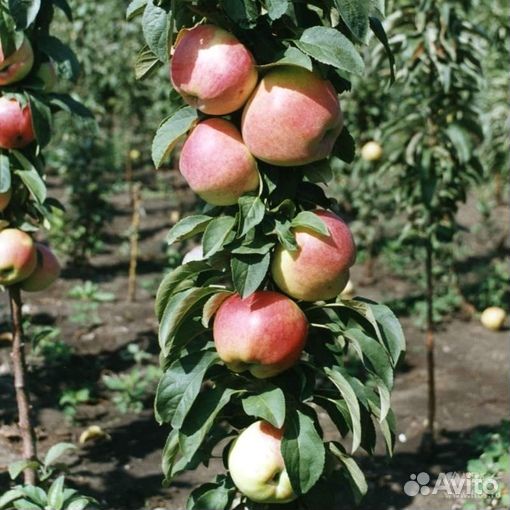 Саженцы яблони колоновидной