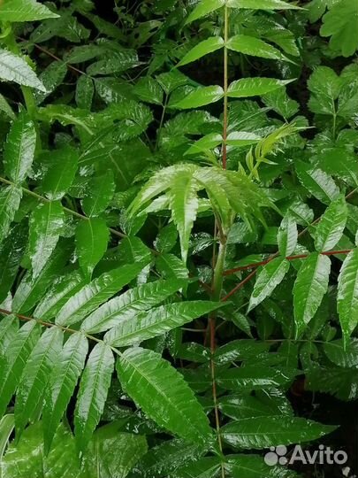 Саженцы сумах 500руб