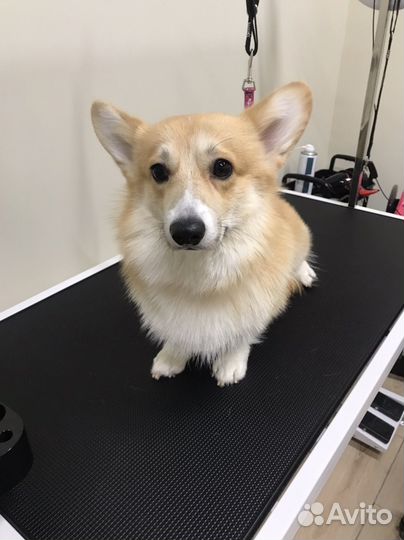 Груминг собак и кошек