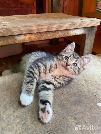 Котенок в добрые руки