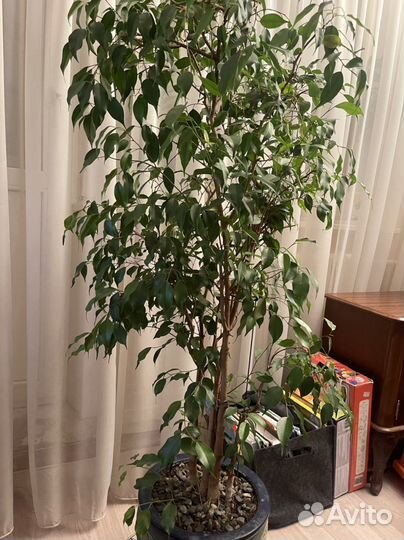 Фикус бенджамина