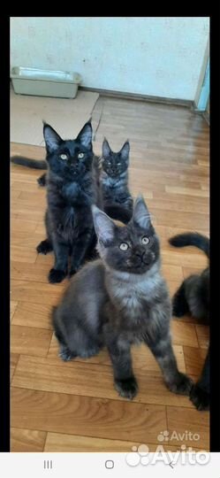 Котята мейн-кун