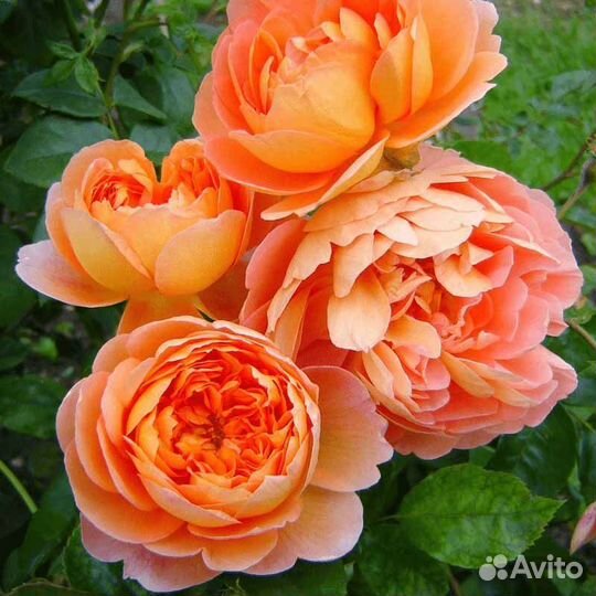 Английские розы