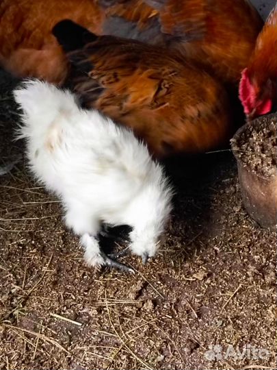 Куры молодки