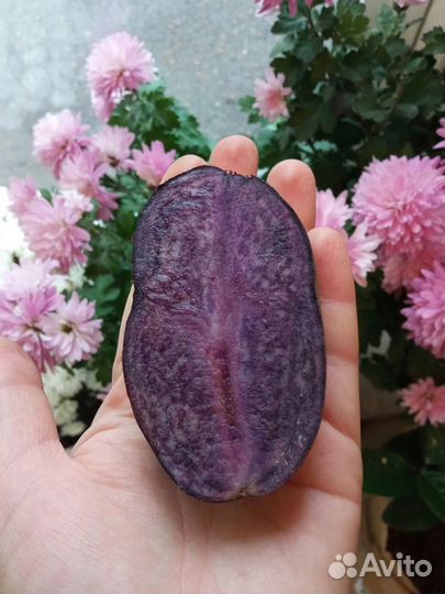 Семенной картофель