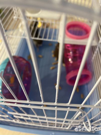 Джунгарский хомяк с клеткой