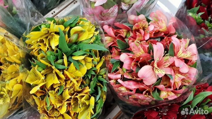 Букет цветы альстромерии