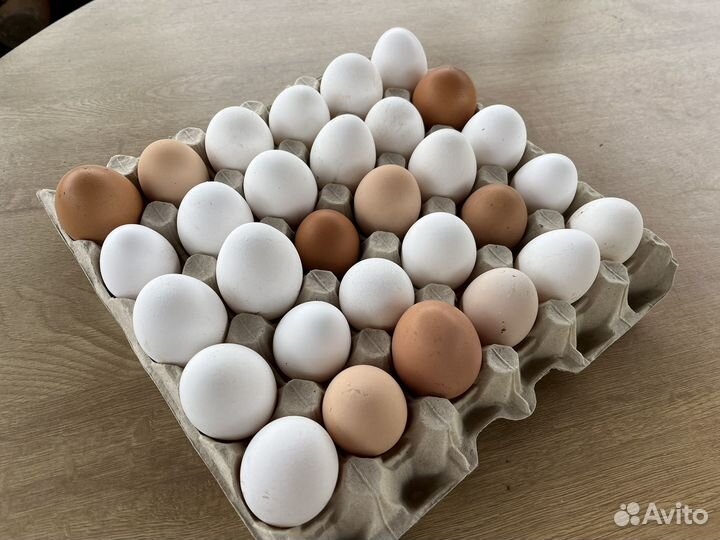 Домашние куриные яйца