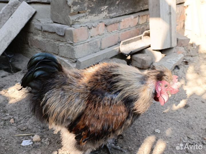 Петух китайский шелковый