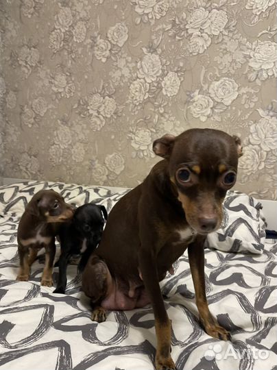 Той-терьер щенки