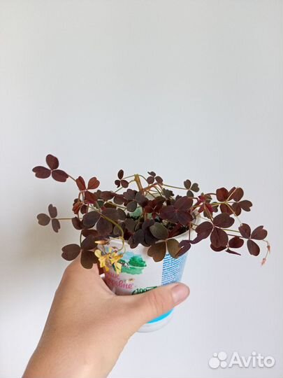 Оксалис Plum crazy кислица