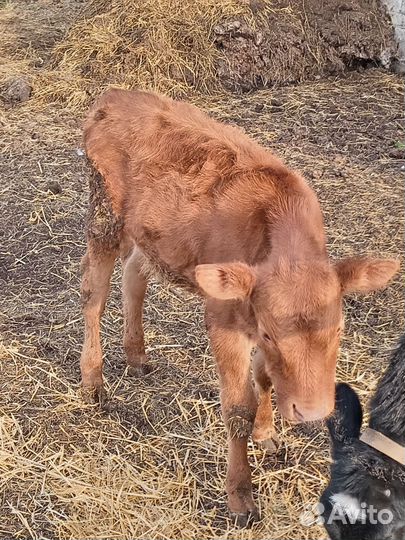 Тёлочка 5 месяцев