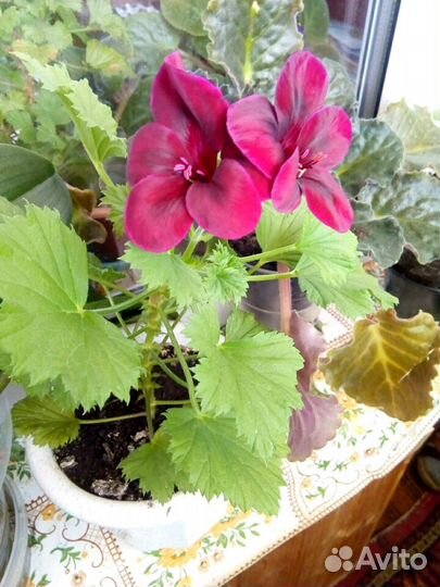 Королевская герань