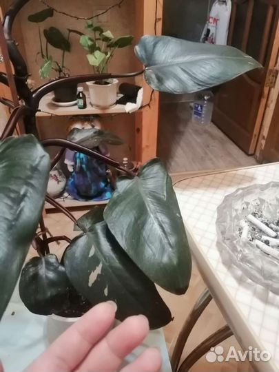 Розовая принцесса