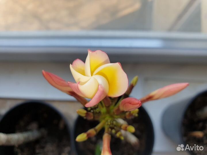 Плюмерия Франжипани