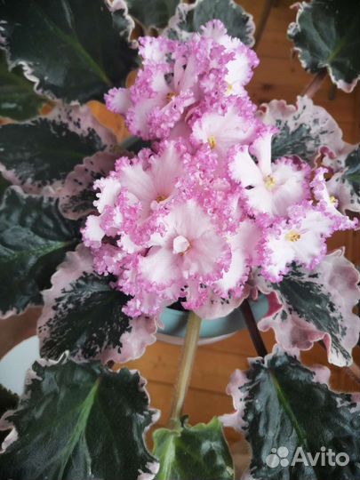 Фиалка, Сенполия 