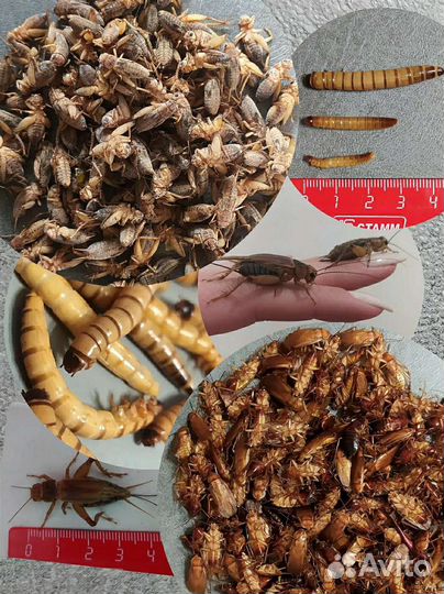 Сверчки, тараканы, зофобас кормовые насекомые