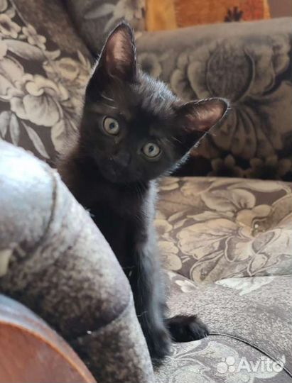 Маленькая пантера