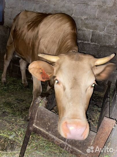 Телка стельная