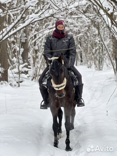 Прокат лошадей