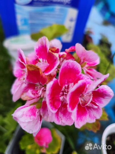 Пеларгония герань