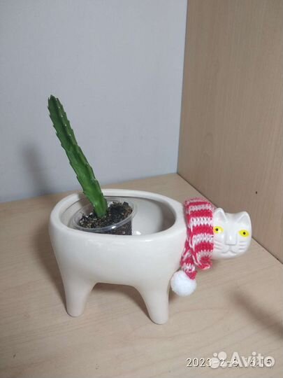 Кактусы и суккуленты