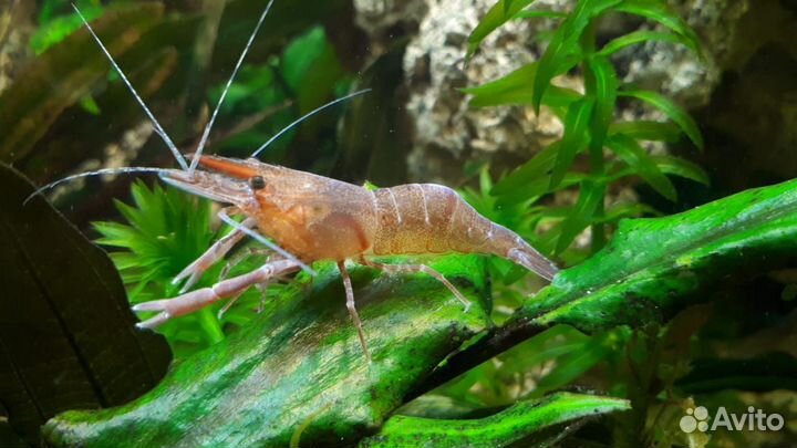 Креветка макробрахиум гималайский красный