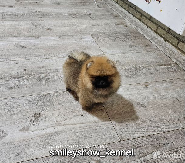 Рыже соболиная девочка. РКФ