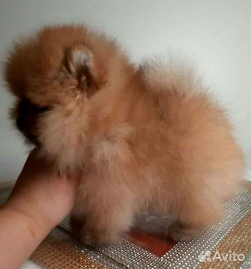 Шпиц миниатюра