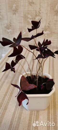 Кислица фиолетовая